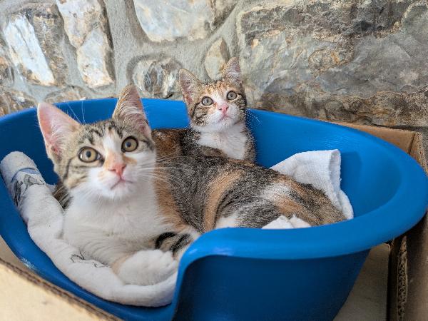Piko, Bok, Pica E Tina